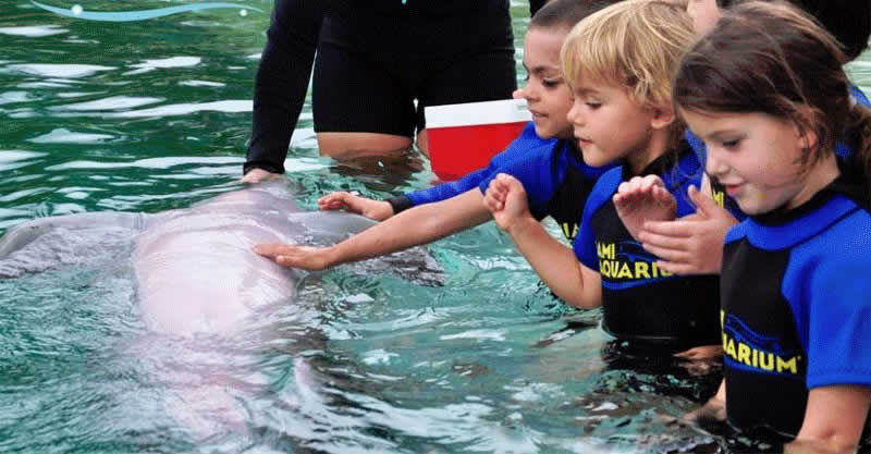 Zoológico de Miami e Miami Seaquarium com crianças 