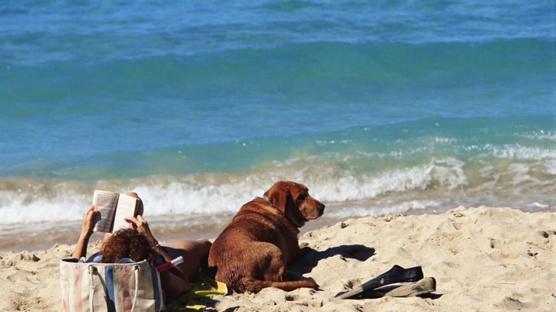 Praia de Key Biscayne para levar o cachorro em Miami