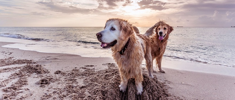 Praia Hobie Island Beach Park para levar o cachorro em Miami 